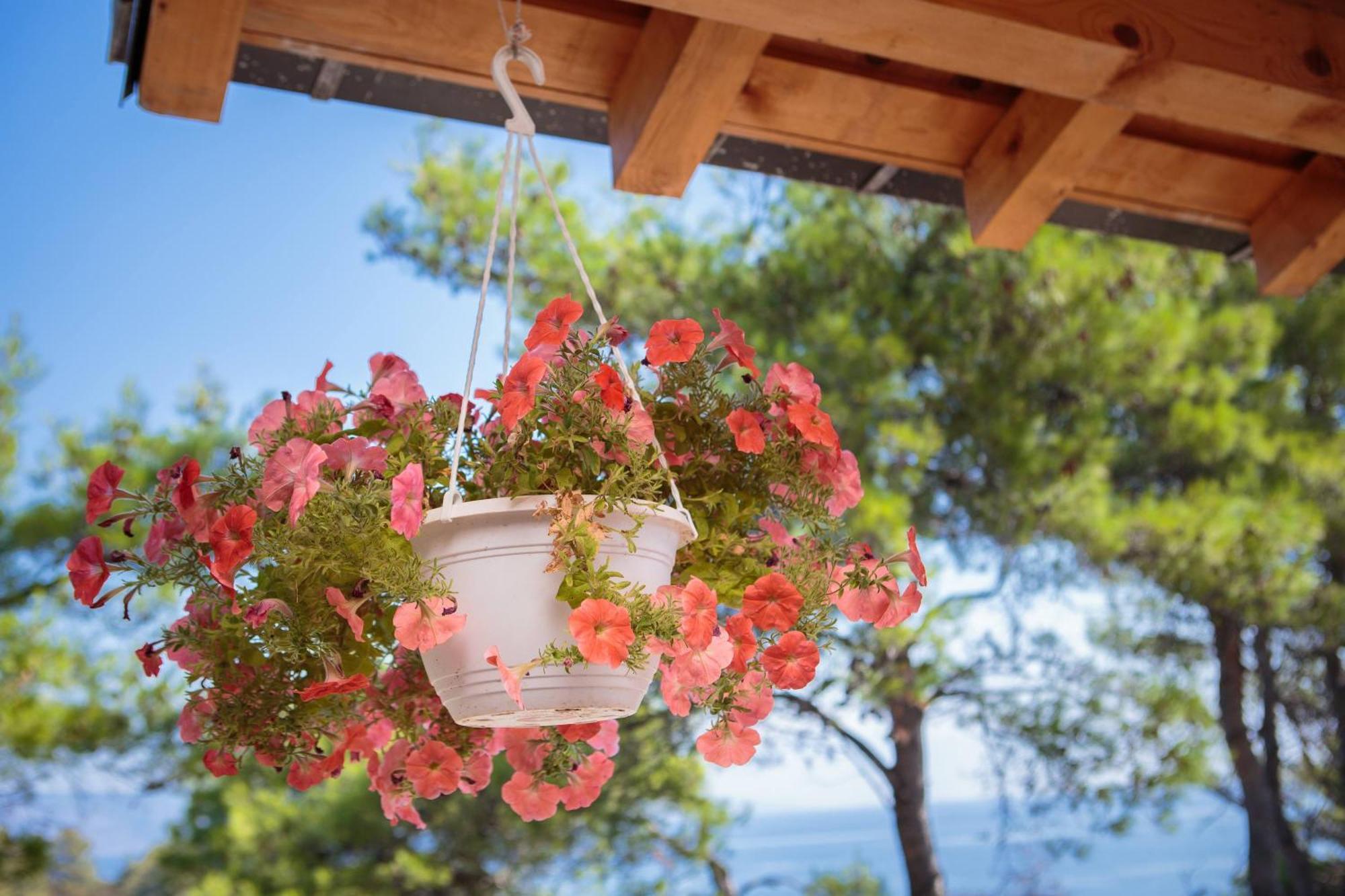 Pavao Apartments Vrboska Rom bilde
